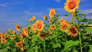 Preview wallpaper sunflowers, field, sky, verdure, summer