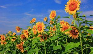 Preview wallpaper sunflowers, field, sky, verdure, summer