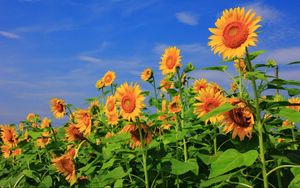 Preview wallpaper sunflowers, field, sky, verdure, summer