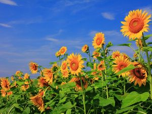 Preview wallpaper sunflowers, field, sky, verdure, summer