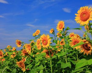 Preview wallpaper sunflowers, field, sky, verdure, summer