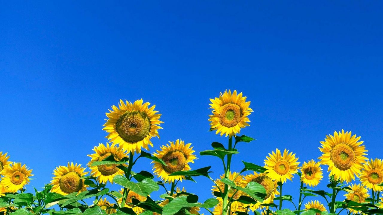 Wallpaper sunflowers, field, sky, summer, sunny