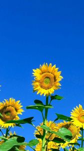 Preview wallpaper sunflowers, field, sky, summer, sunny