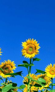 Preview wallpaper sunflowers, field, sky, summer, sunny