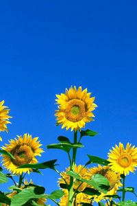 Preview wallpaper sunflowers, field, sky, summer, sunny