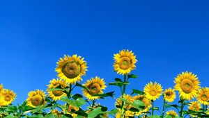 Preview wallpaper sunflowers, field, sky, summer, sunny