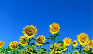 Preview wallpaper sunflowers, field, sky, summer, sunny