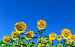 Preview wallpaper sunflowers, field, sky, summer, sunny