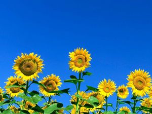 Preview wallpaper sunflowers, field, sky, summer, sunny
