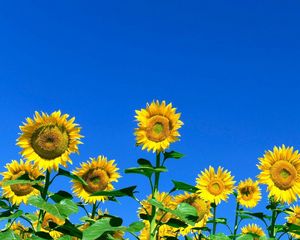 Preview wallpaper sunflowers, field, sky, summer, sunny