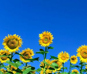 Preview wallpaper sunflowers, field, sky, summer, sunny