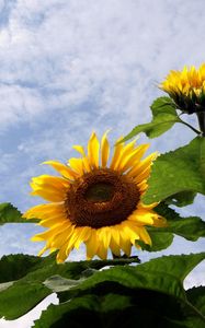Preview wallpaper sunflowers, field, sky, clouds, summer