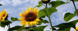 Preview wallpaper sunflowers, field, sky, clouds, summer