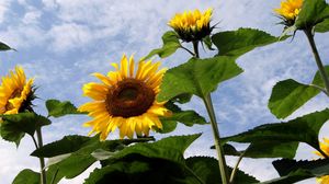 Preview wallpaper sunflowers, field, sky, clouds, summer