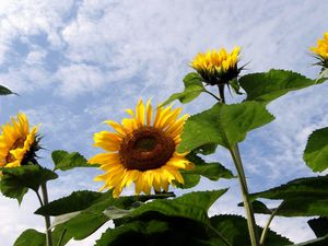 Preview wallpaper sunflowers, field, sky, clouds, summer