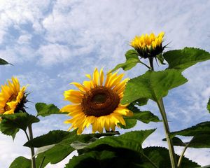 Preview wallpaper sunflowers, field, sky, clouds, summer