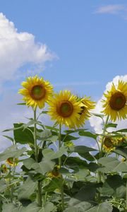 Preview wallpaper sunflowers, field, sky, clouds, summer