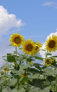 Preview wallpaper sunflowers, field, sky, clouds, summer