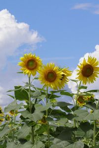 Preview wallpaper sunflowers, field, sky, clouds, summer