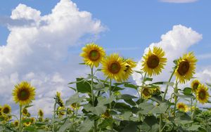 Preview wallpaper sunflowers, field, sky, clouds, summer