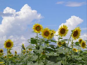 Preview wallpaper sunflowers, field, sky, clouds, summer