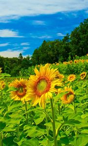 Preview wallpaper sunflowers, field, sky, trees, herbs, summer