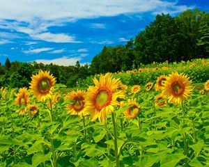 Preview wallpaper sunflowers, field, sky, trees, herbs, summer