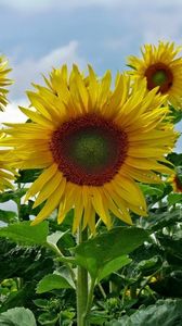 Preview wallpaper sunflowers, field, sky, summer, greens