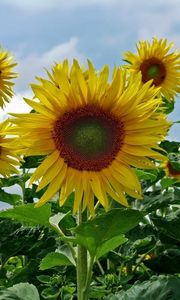 Preview wallpaper sunflowers, field, sky, summer, greens