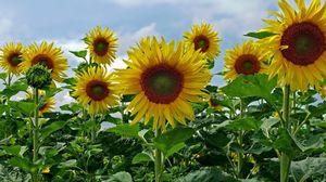 Preview wallpaper sunflowers, field, sky, summer, greens