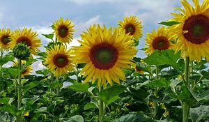 Preview wallpaper sunflowers, field, sky, summer, greens