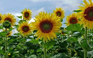 Preview wallpaper sunflowers, field, sky, summer, greens