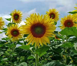 Preview wallpaper sunflowers, field, sky, summer, greens