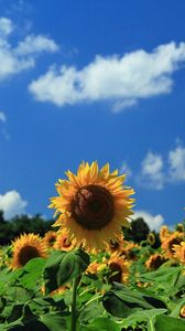 Preview wallpaper sunflowers, field, sky, clouds