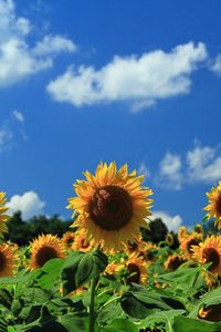 Preview wallpaper sunflowers, field, sky, clouds