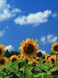 Preview wallpaper sunflowers, field, sky, clouds