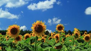 Preview wallpaper sunflowers, field, sky, clouds