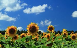 Preview wallpaper sunflowers, field, sky, clouds