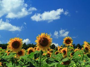 Preview wallpaper sunflowers, field, sky, clouds