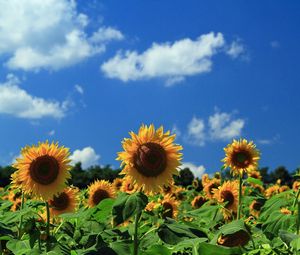 Preview wallpaper sunflowers, field, sky, clouds