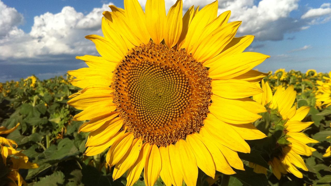 Wallpaper sunflowers, field, sky, clouds, light