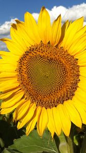 Preview wallpaper sunflowers, field, sky, clouds, light