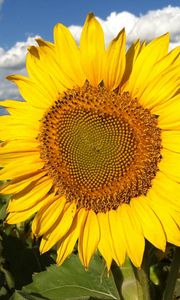 Preview wallpaper sunflowers, field, sky, clouds, light