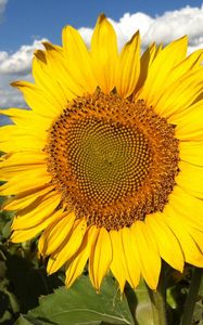 Preview wallpaper sunflowers, field, sky, clouds, light