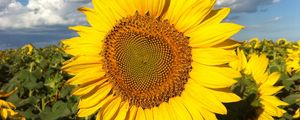 Preview wallpaper sunflowers, field, sky, clouds, light