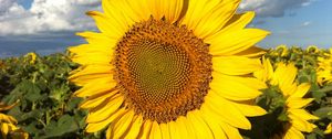 Preview wallpaper sunflowers, field, sky, clouds, light