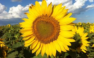 Preview wallpaper sunflowers, field, sky, clouds, light