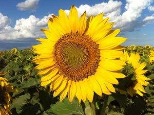 Preview wallpaper sunflowers, field, sky, clouds, light