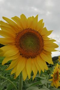 Preview wallpaper sunflowers, field, sky, cloudy