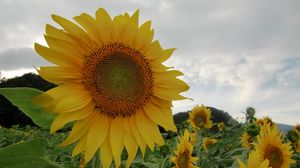 Preview wallpaper sunflowers, field, sky, cloudy